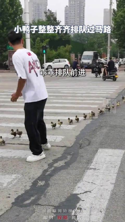 小鸭子们整整齐齐,乖乖排队过马路↓↓