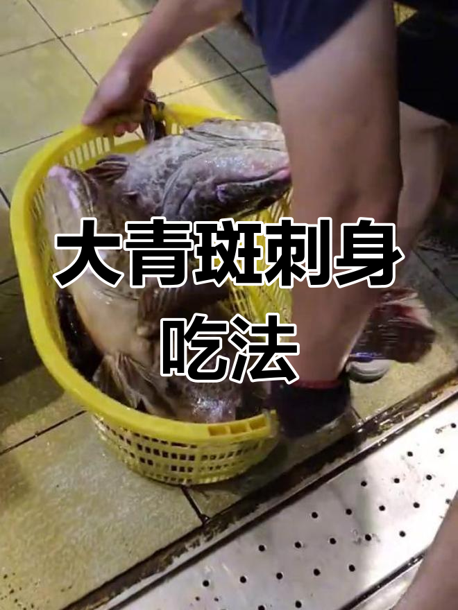 野生大青斑鱼,多种做法任你选