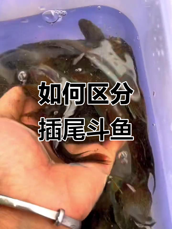 插尾斗鱼：如何分辨普叉与原尾