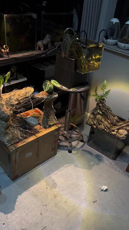 超帅的原生溪流缸造景