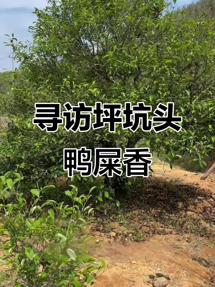 探访坪坑头母树鸭屎香，误信传言竟被打脸