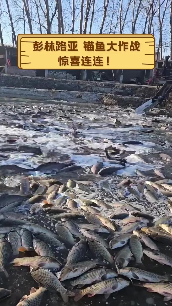 彭林路亚,锚鱼大作战,惊喜连连!