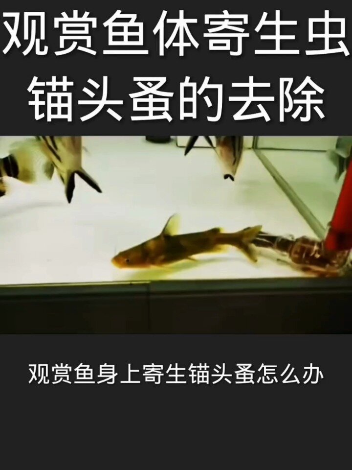 锚头蚤的去除