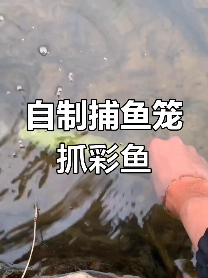 小龙虾孵化15天,自制抓鱼陷阱捕获彩色斗鱼