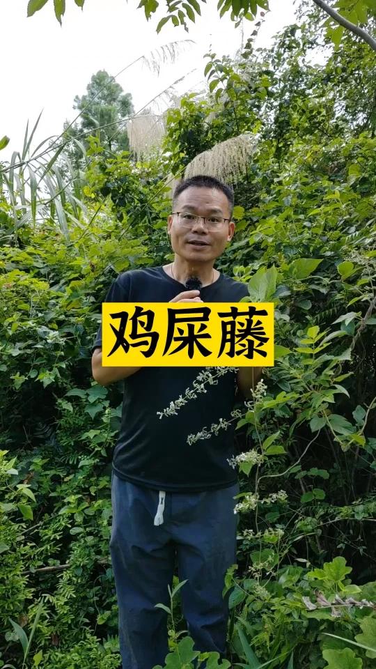 鸡屎藤为什么又叫土参?
