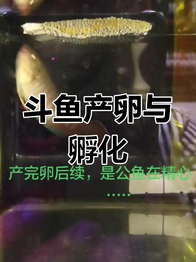 中国斗鱼繁殖过程全纪录