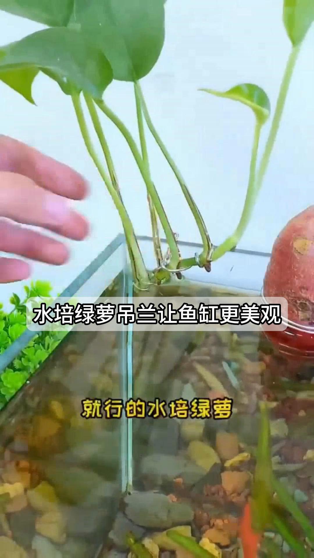 水培绿萝吊兰,让鱼缸更美观