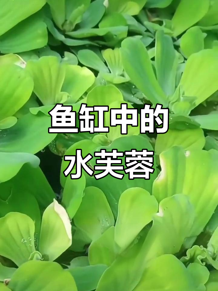 水芙蓉:鱼缸里的天然净化器,轻松打造室内小生态