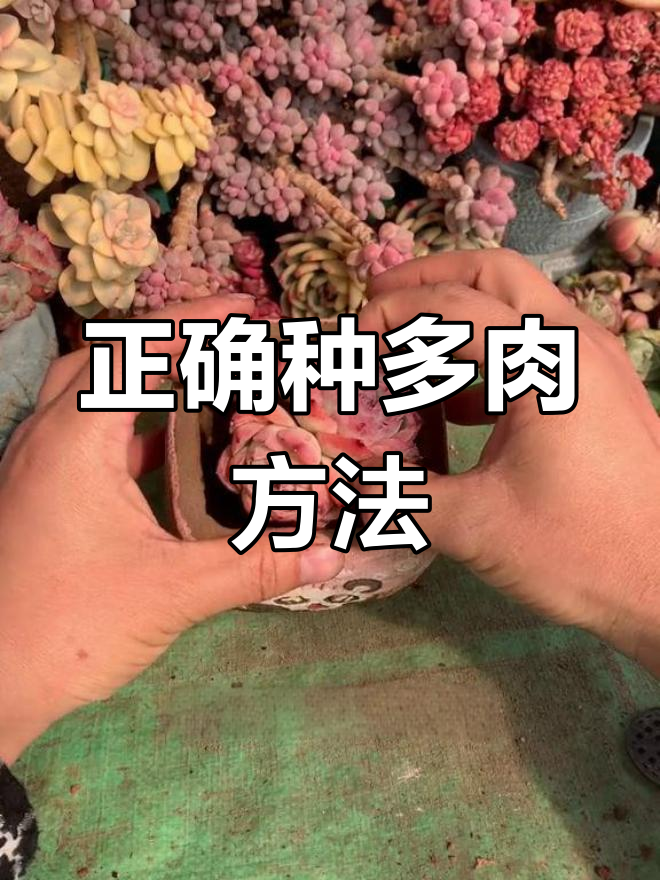 多肉植物种植全流程解析