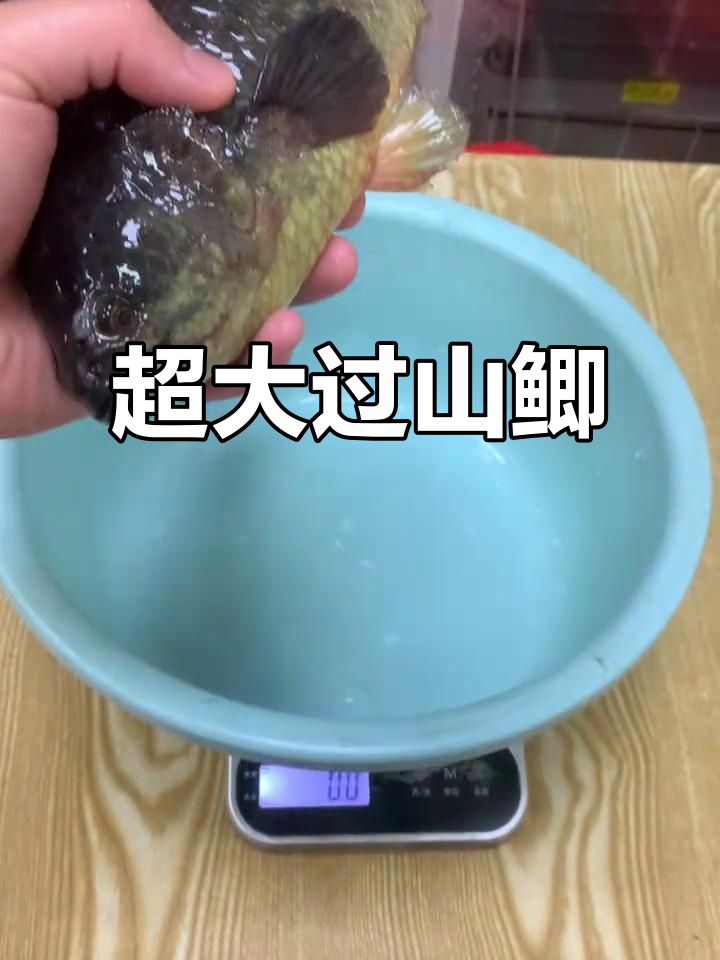 超大攀鲈鱼,重达一斤2两!