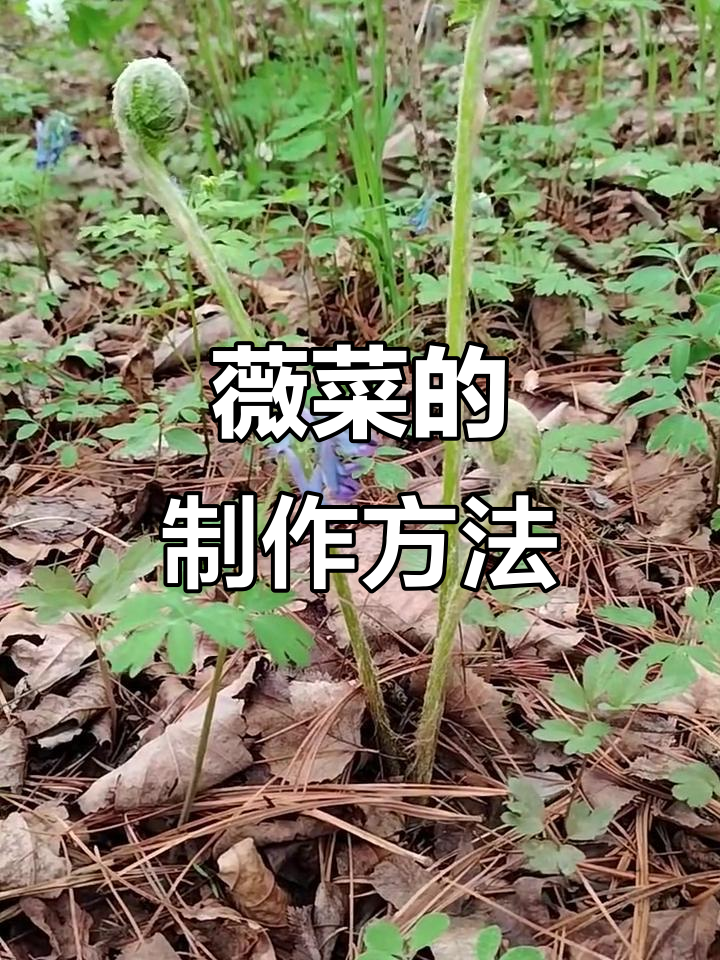 微菜采摘与制作工艺揭秘,东北山野菜的独特魅力