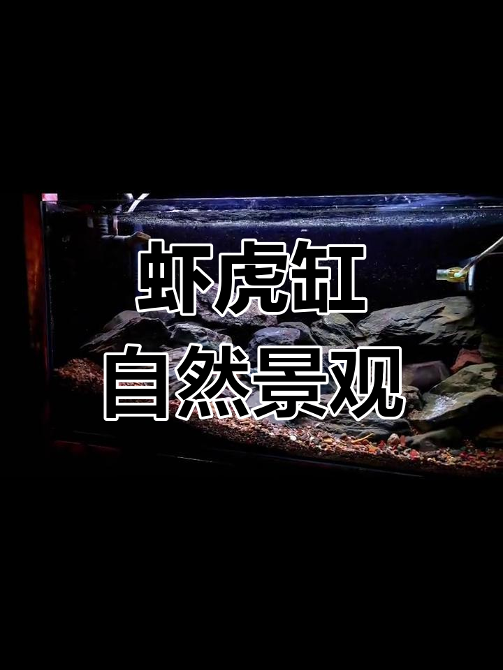 溪流缸造景全攻略,打造适合虾虎的自然环境