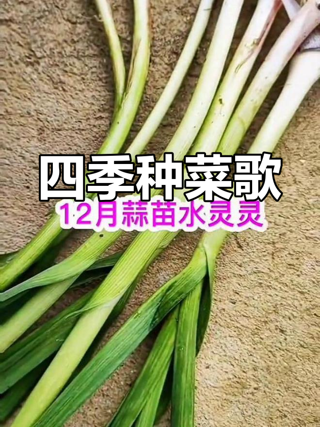蔬菜种植顺口溜,轻松掌握四季时令