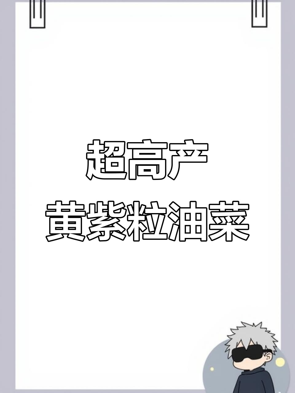 高产矮杆黄紫粒油菜,抗寒耐病,含油率高达52%