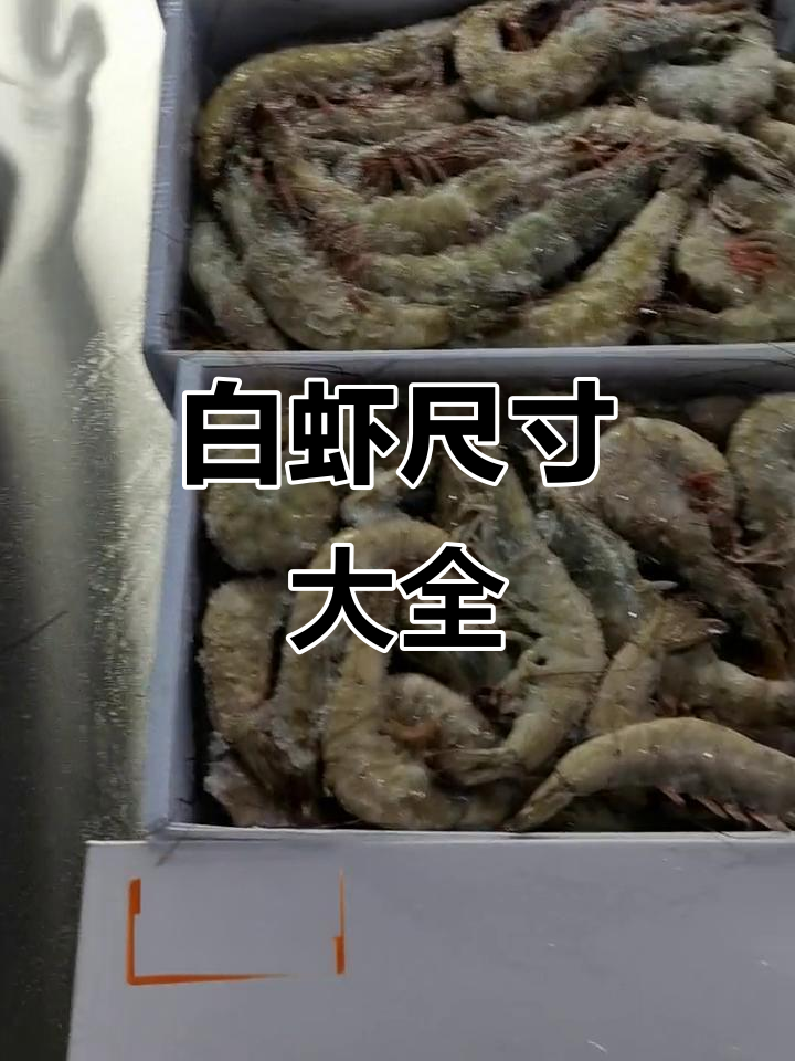 史上最全白虾尺寸大揭秘,五代同堂规格一览