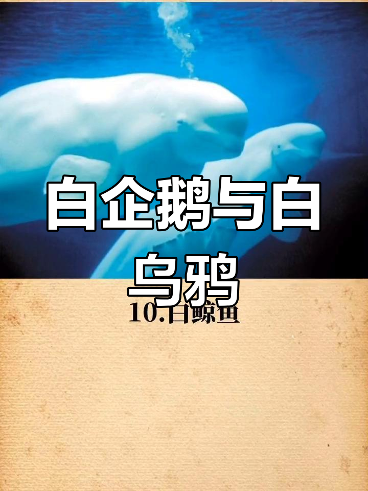 罕见白色动物大揭秘