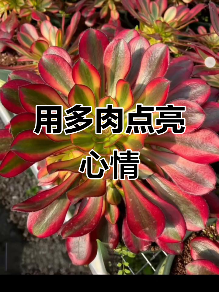 多肉植物治愈生活，分享美丽花卉的快乐
