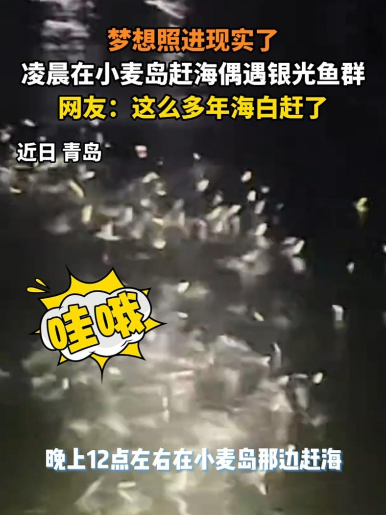 梦想照进现实了 凌晨在小麦岛赶海偶遇银光鱼群 网友:这么多年海白赶了 青岛 赶海