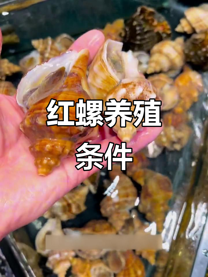 红螺暂养技巧:温度、盐度掌握,保持海鲜鲜活