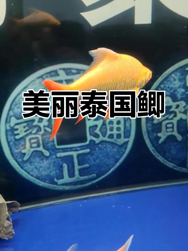 泰国鲫鱼:色彩鲜艳,活泼好养