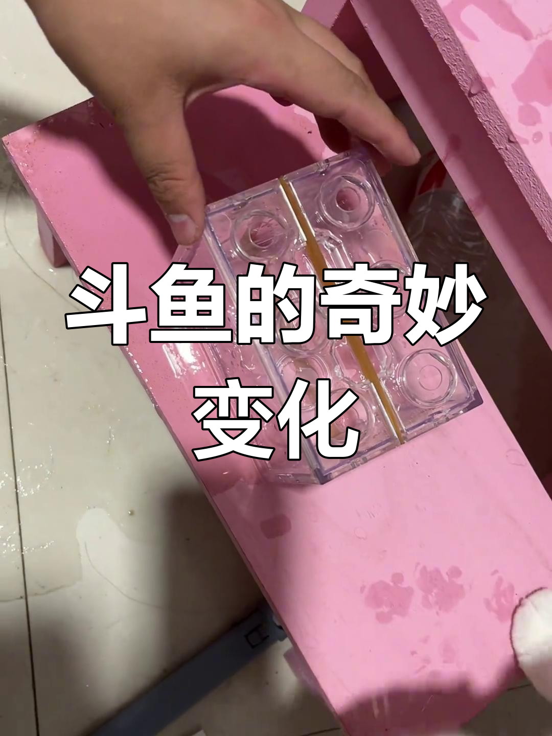 斗鱼吃煤球拉肚子,竟然变美了!