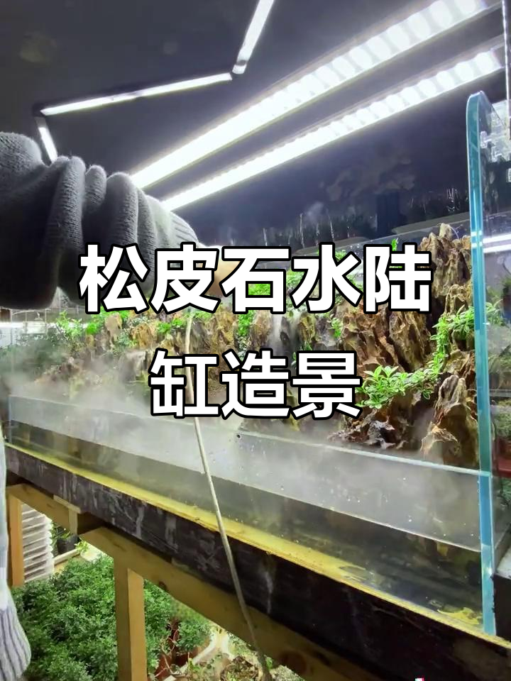 水陆缸造景技巧:打造飘渺效果,植物搭配全攻略