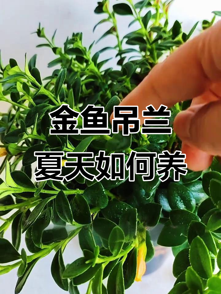 夏季金鱼吊兰养护误区,光照不足影响开花