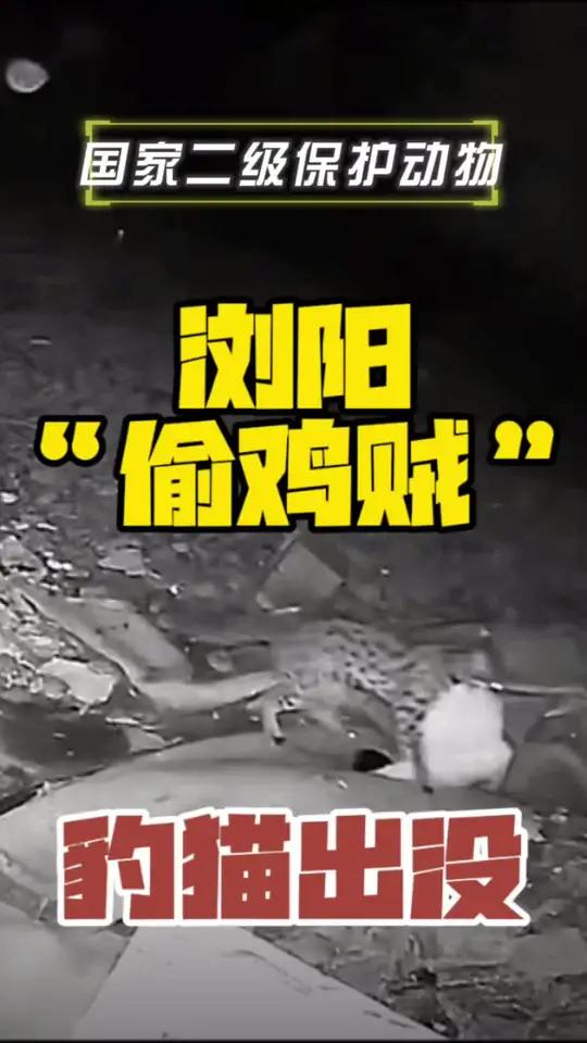 豹猫竟是“偷鸡贼”,你来说说该咋赔