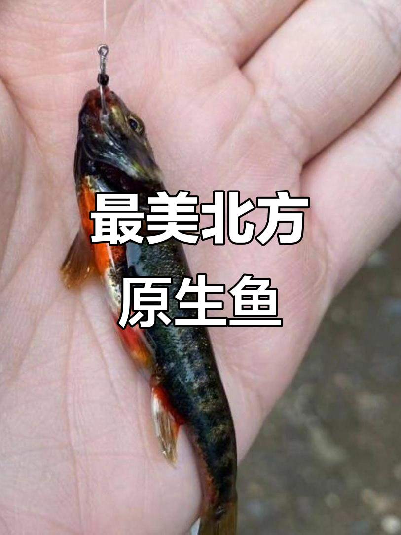 真鱥:北方最美原生鱼,成体发色惊艳