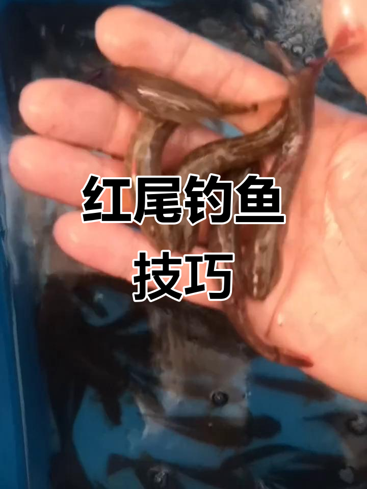 涨水时,红尾副鳅易上钩,蚯蚓挂饵静待即可