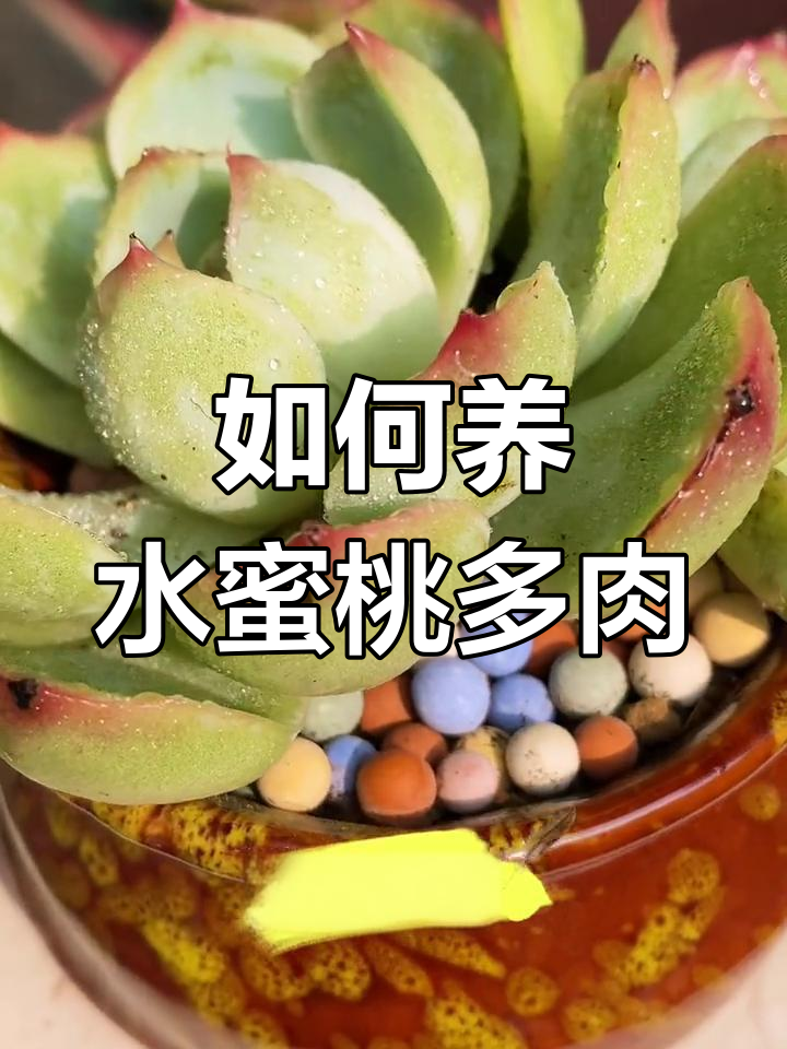 水蜜桃多肉的养护技巧