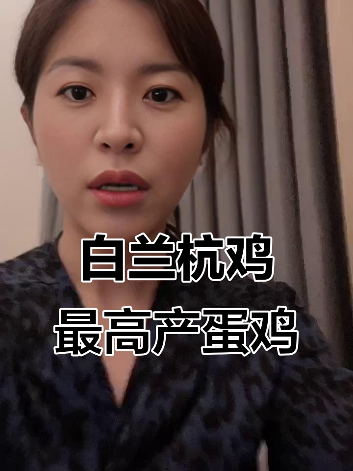 世界最高产蛋鸡品种揭秘,白兰杭鸡为何难成主流?