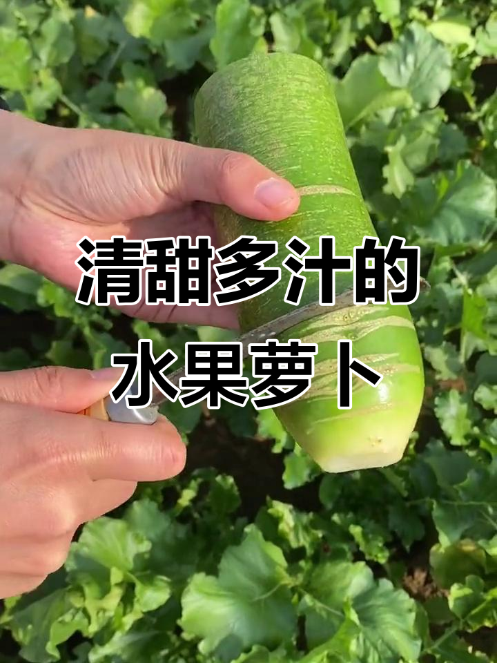 沙窝水果萝卜:脆甜如梨,北方常见南方却少见