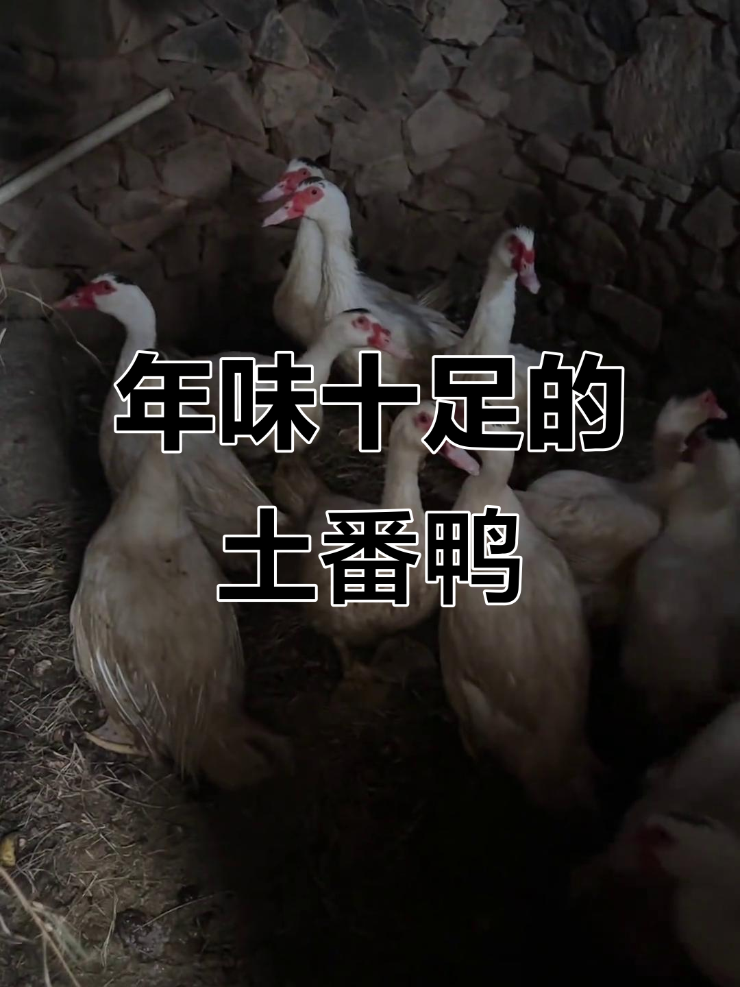 过年必备土番鸭,8只分给大家,乡村味道满满