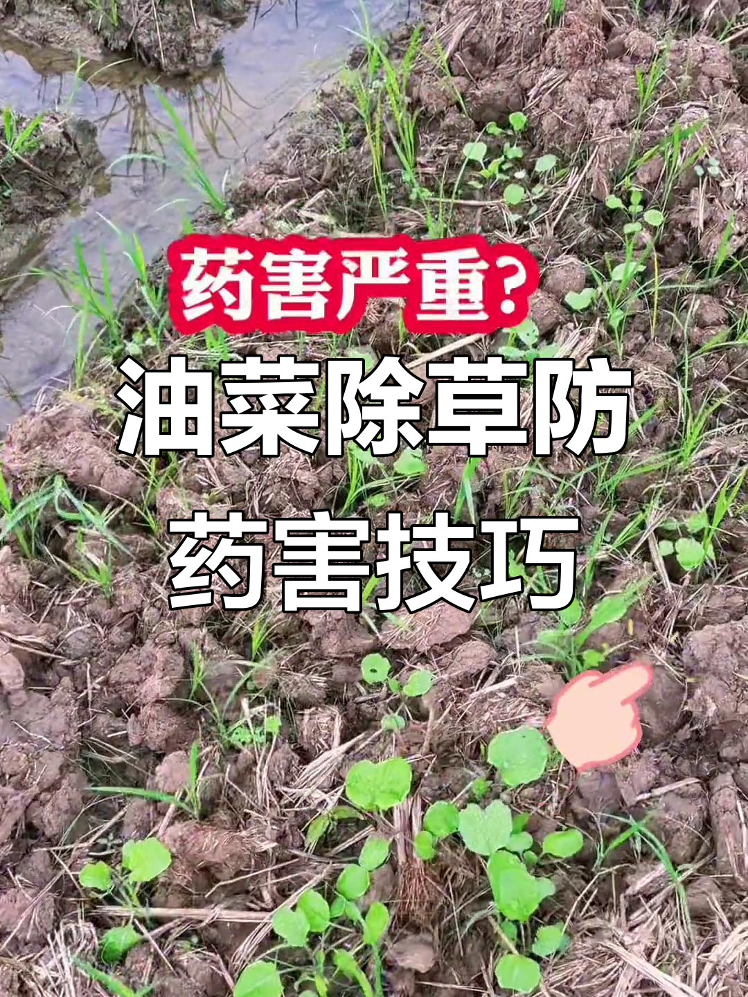 油菜田除草误区与药害问题解析