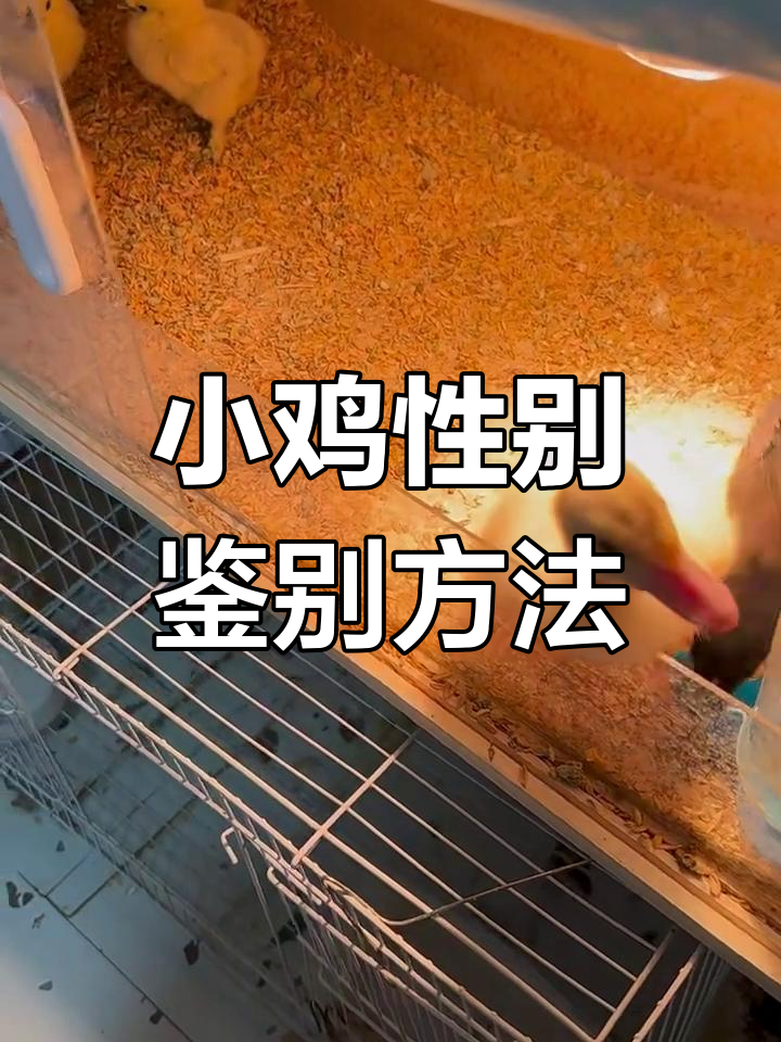 小鸡公母辨别技巧,翅膀长短有玄机