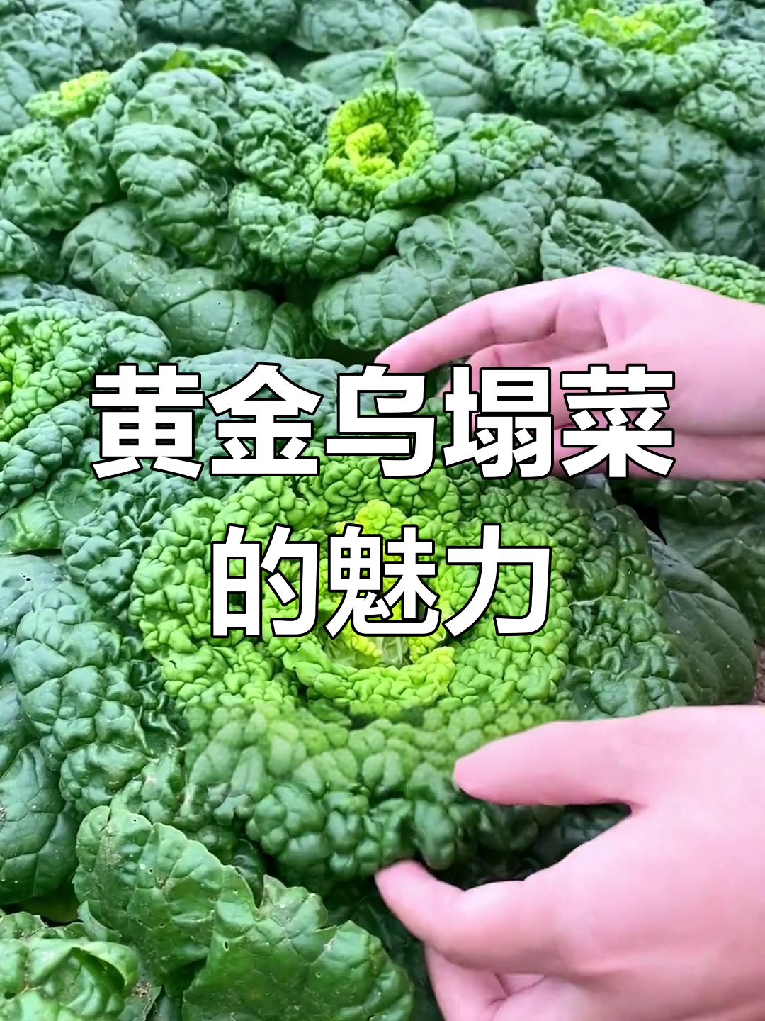黄金乌塌菜,口感超越羊肉,老少皆宜,种植轻松!