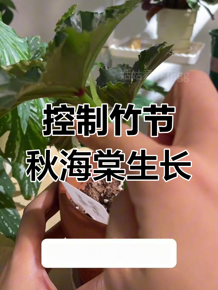 竹节秋海棠控型技巧,防止倒伏