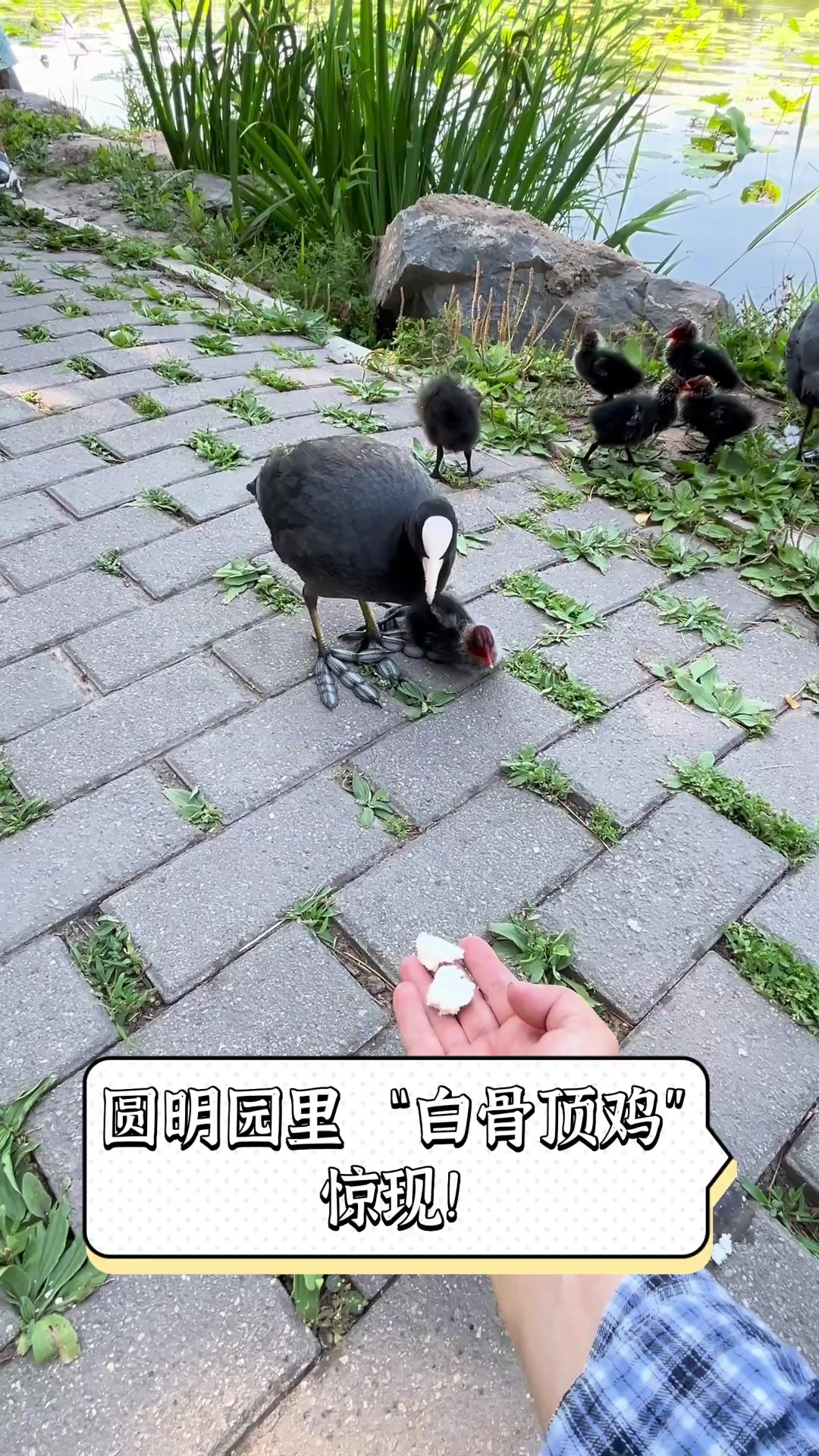 圆明园里,“白骨顶鸡”惊现!