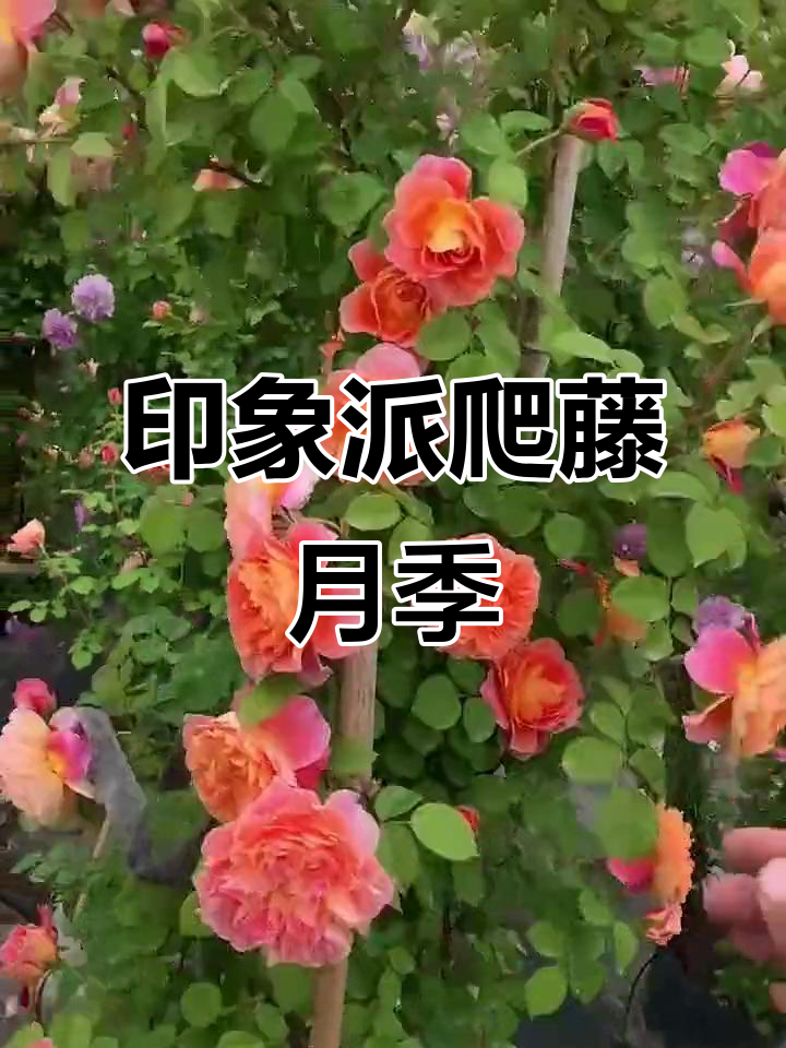 印象派爬藤月季:别墅庭院必备,花开满墙的美景