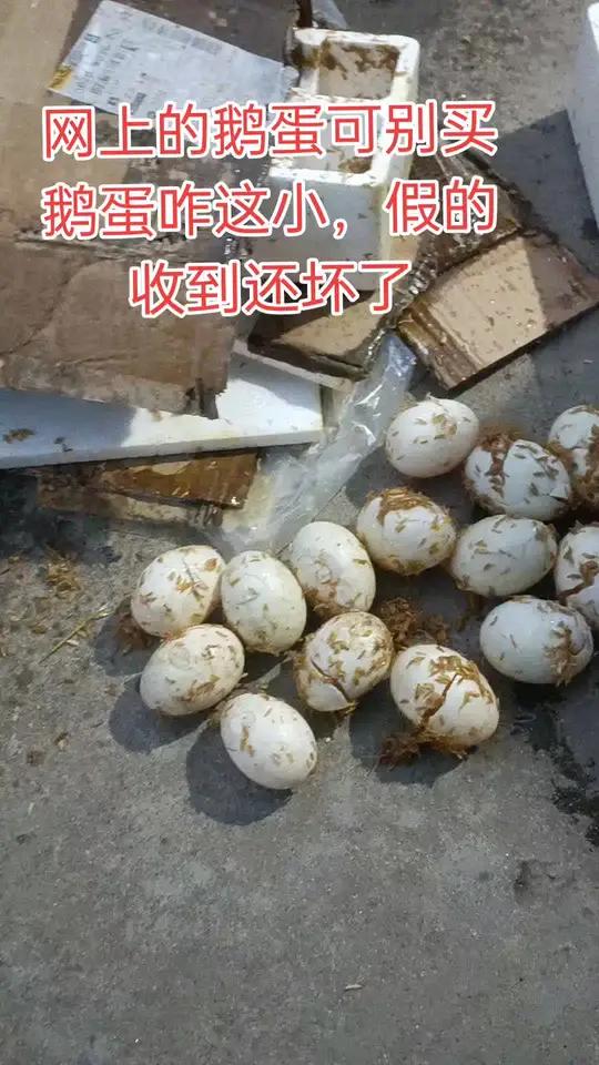 网上买的鹅蛋2元一个,假的不是鹅蛋