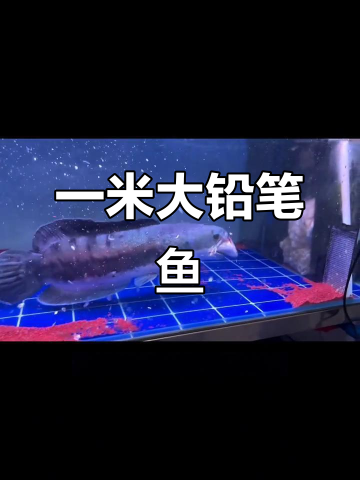巨型铅笔鱼:从六厘米到一米,食量惊人!