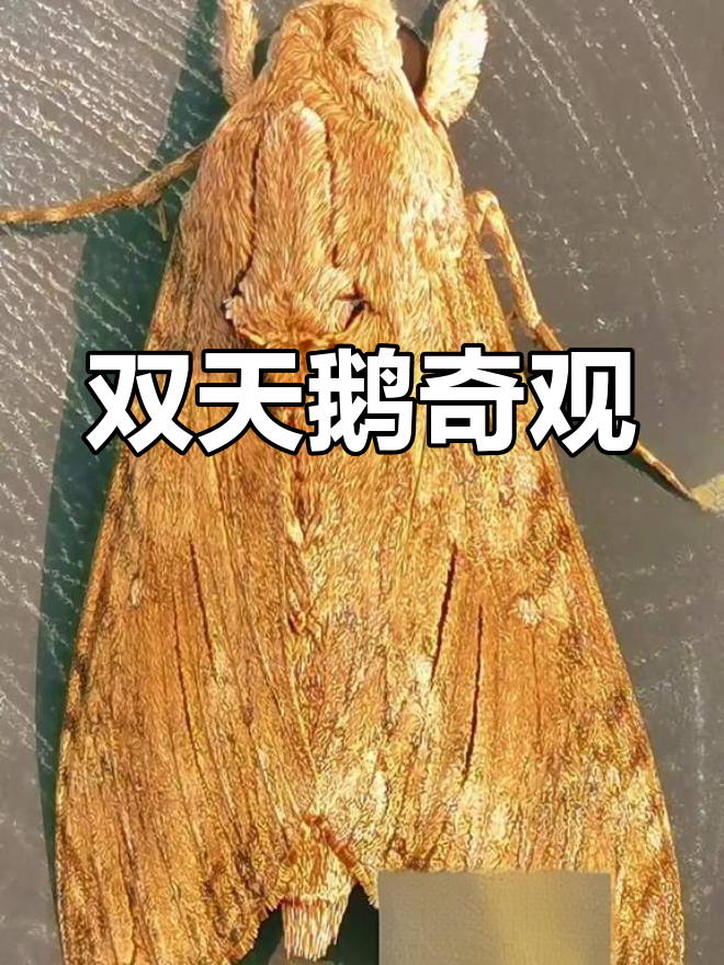 罕见双天鹅现身金山寺