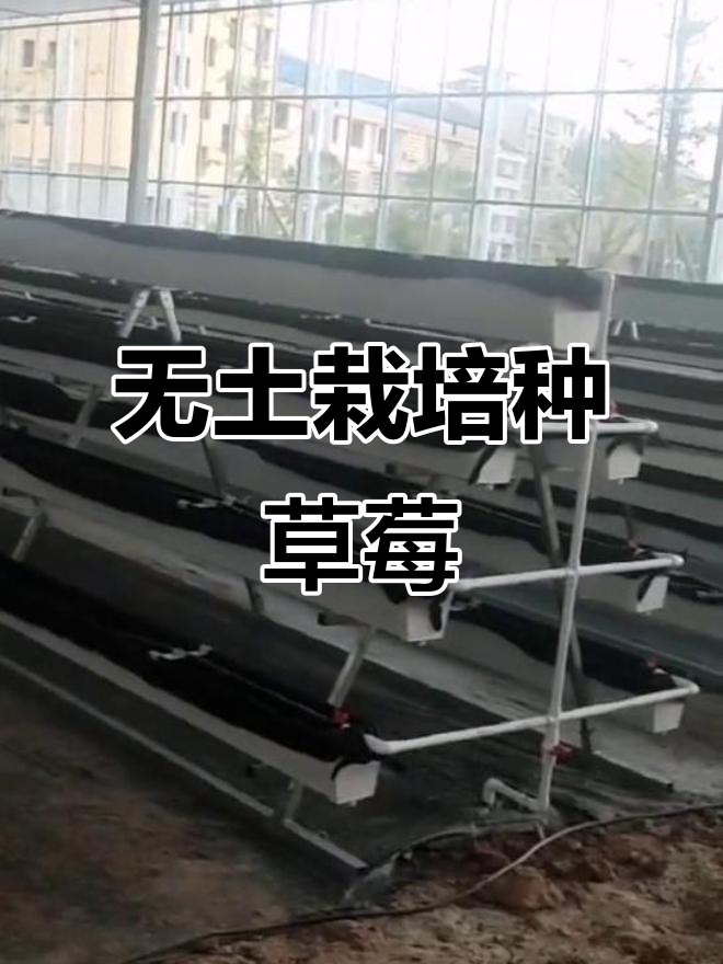 智慧农业:无土栽培草莓番茄,工厂化育苗新模式