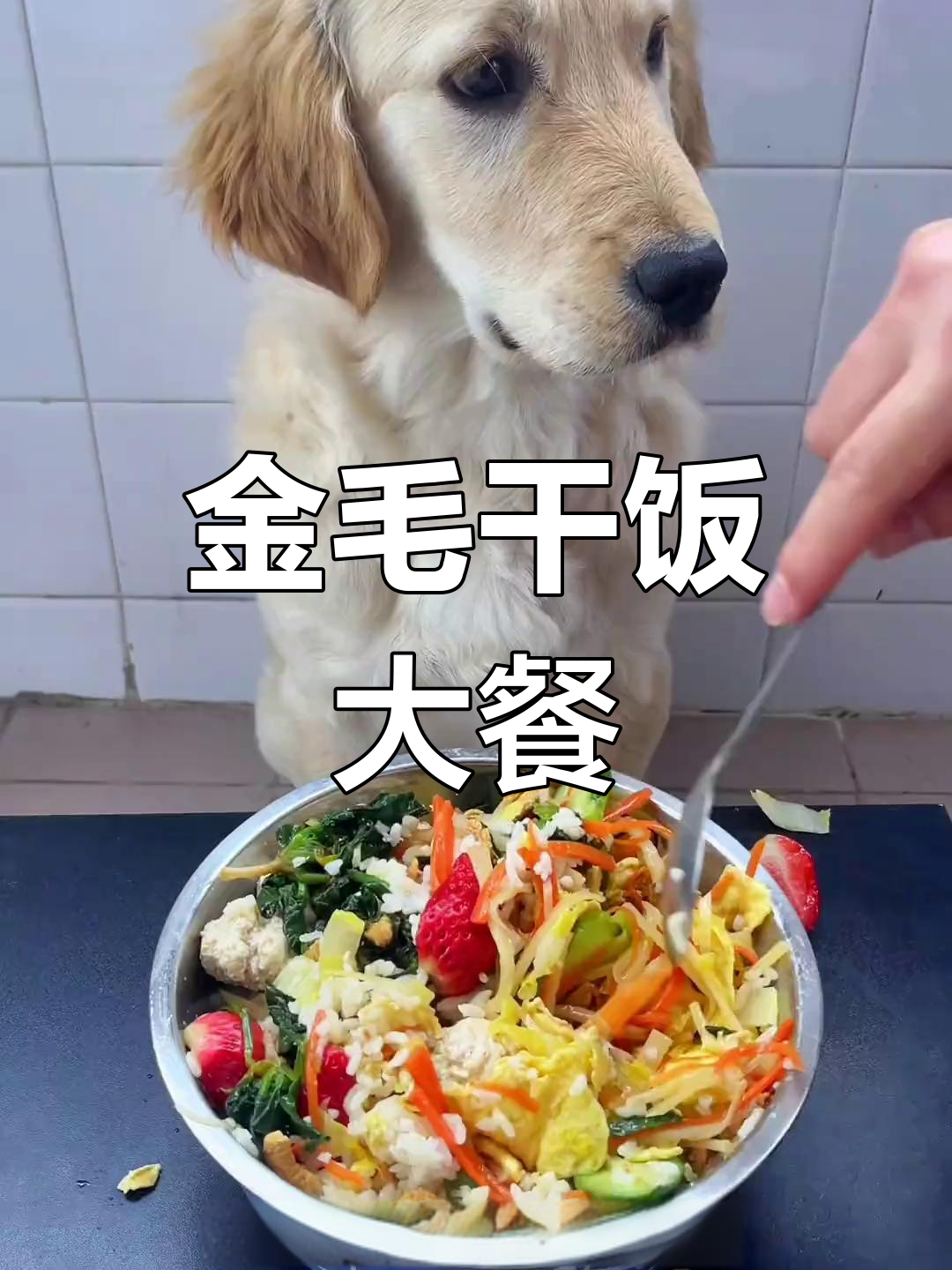 小金毛的丰盛晚餐,黄瓜鸡蛋、胡萝卜土豆丝样样来