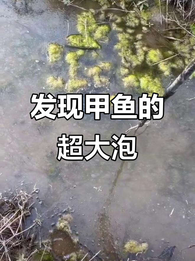 甲鱼泡泡大揭秘,竟然有这么大的出气孔!