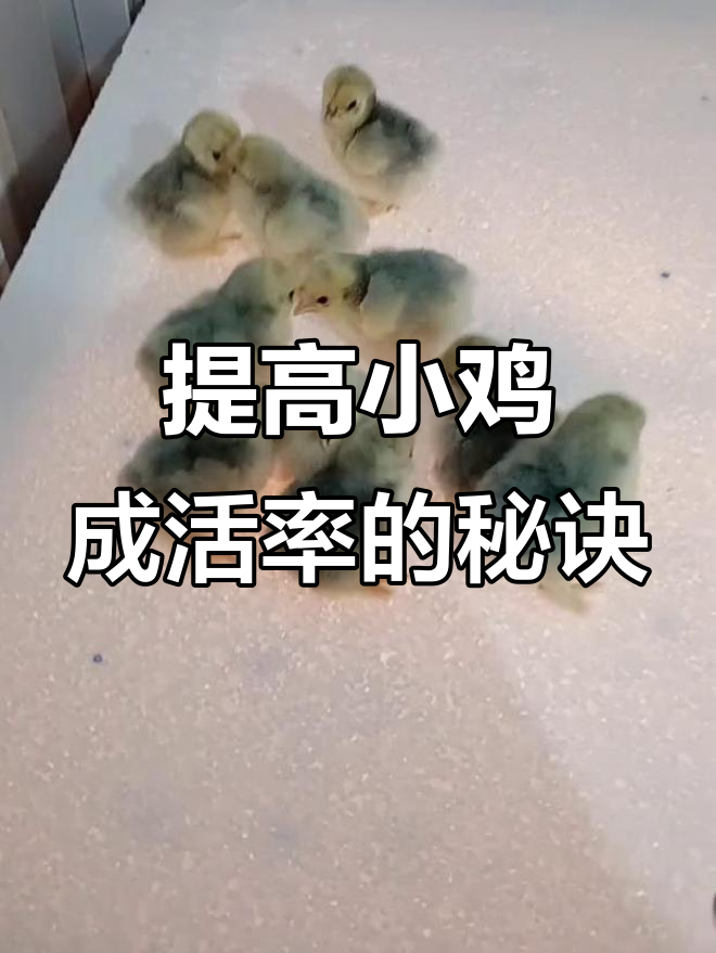 小鸡孵化后如何提高成活率?饮水与喂食技巧全解析