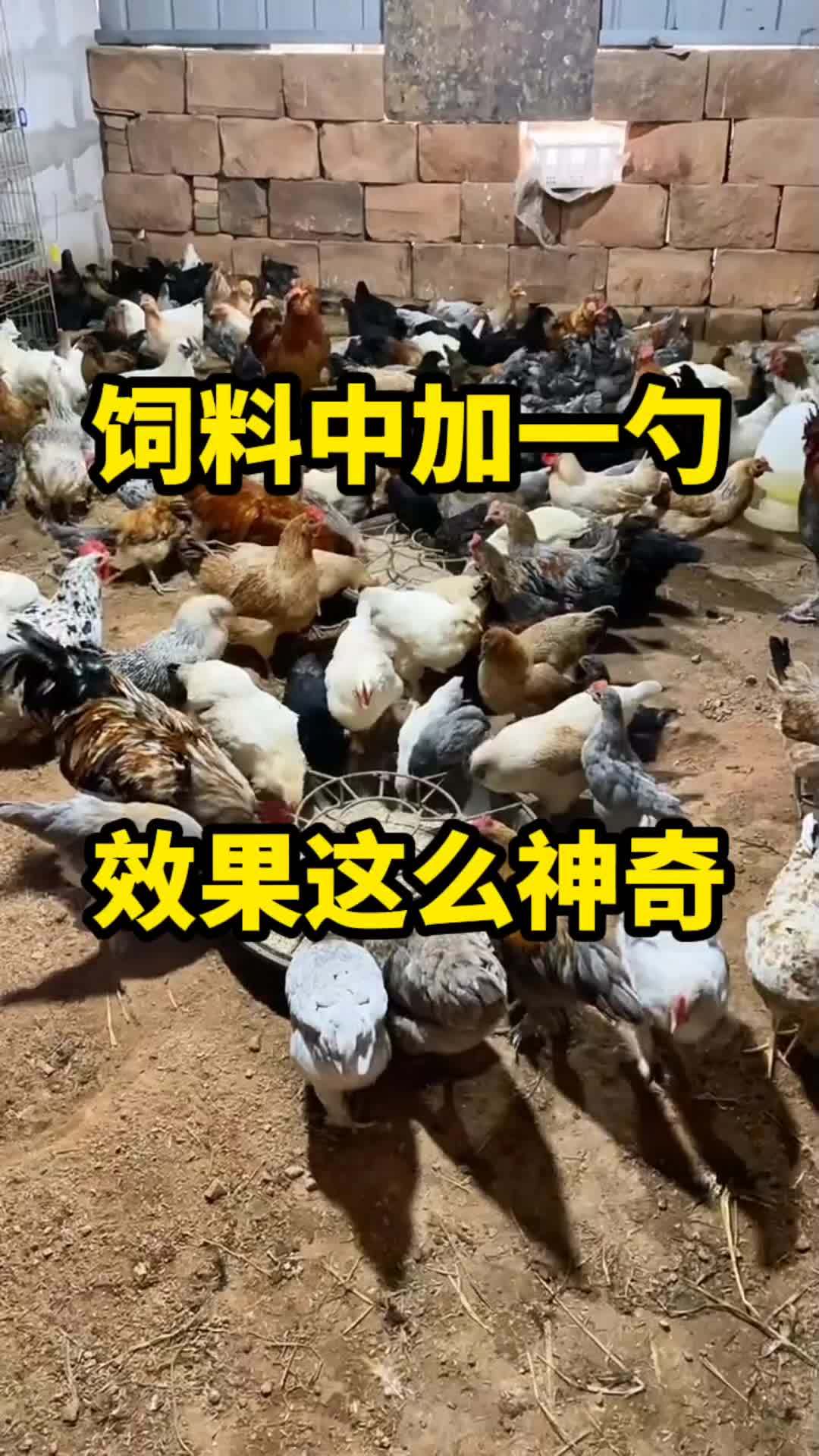 农村散养土鸡 生态散养土鸡 散养土鸡 蛋鸡 蛋鸡养殖