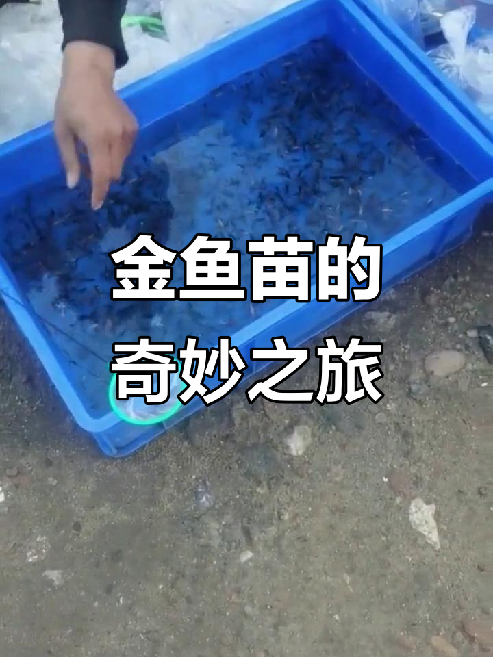 小金鱼苗成长记:从蝌蚪到可爱小生命的蜕变