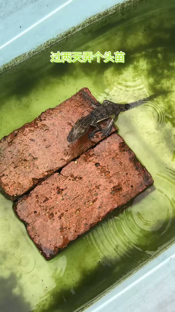 同样是大鳄,怎么差距这么大呢?有喜欢小鳄鱼小鳄龟的看下主